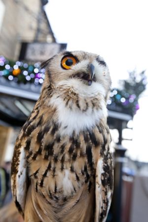 owl craven sm.jpg
